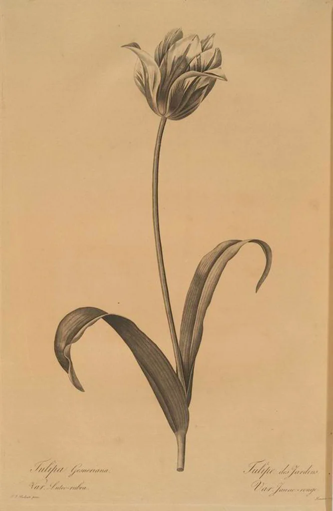 An illustration from Les liliacées, 1805, leaf 486