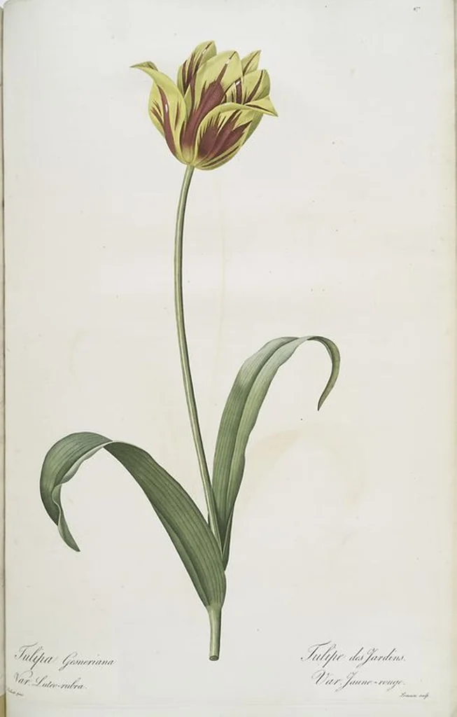 An illustration from Les liliacées, 1805, leaf 486