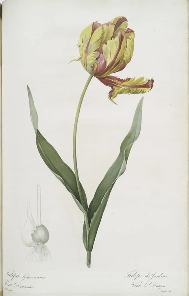 An illustration from Les liliacées, 1805, leaf 487