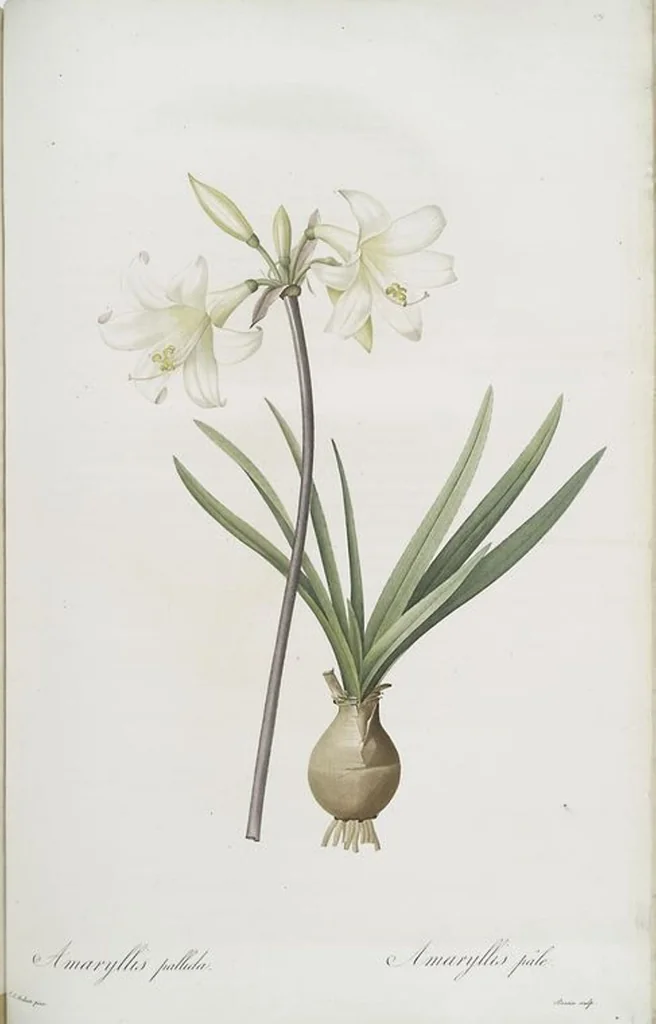 An illustration from Les liliacées, 1805, leaf 488
