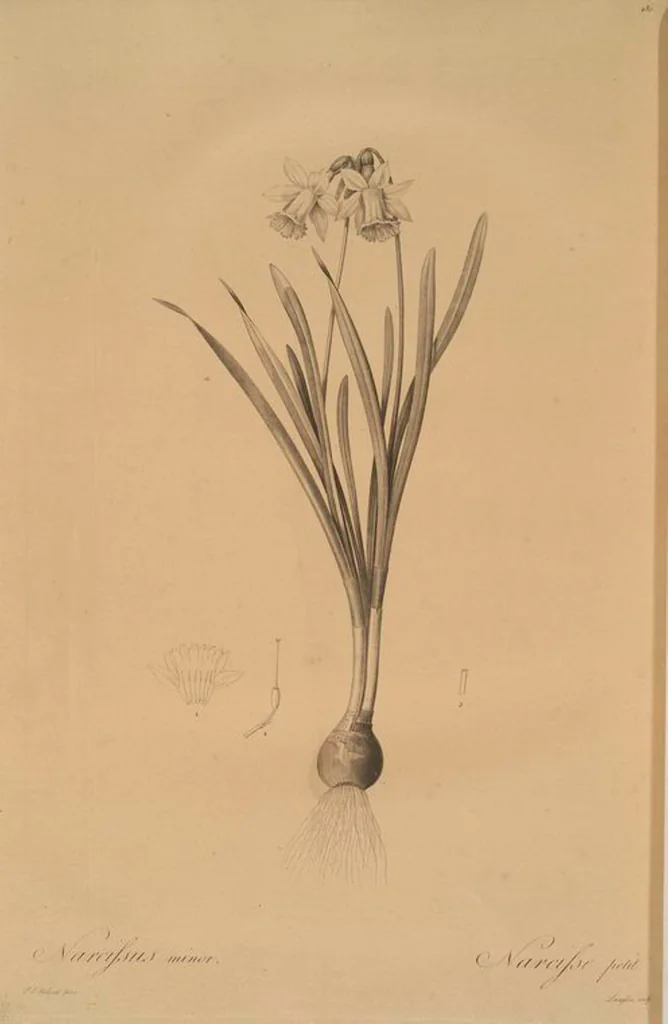 An illustration from Les liliacées, 1805, leaf 489