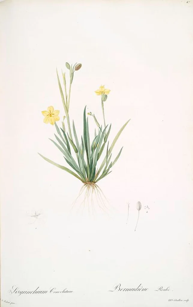 An illustration from Les liliacées, 1805, leaf 49