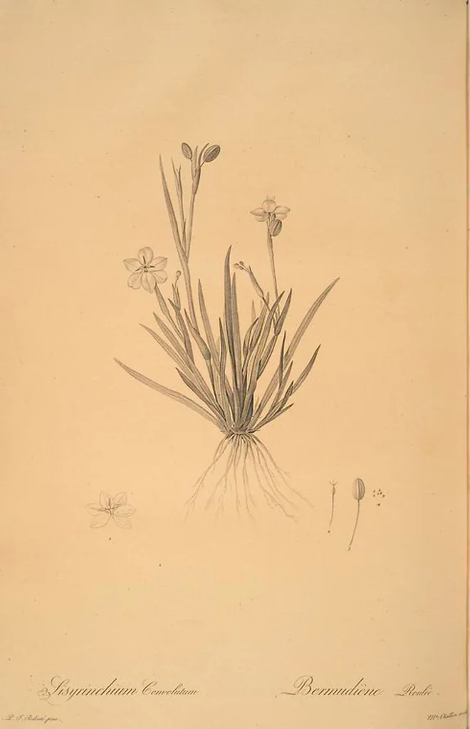 An illustration from Les liliacées, 1805, leaf 49