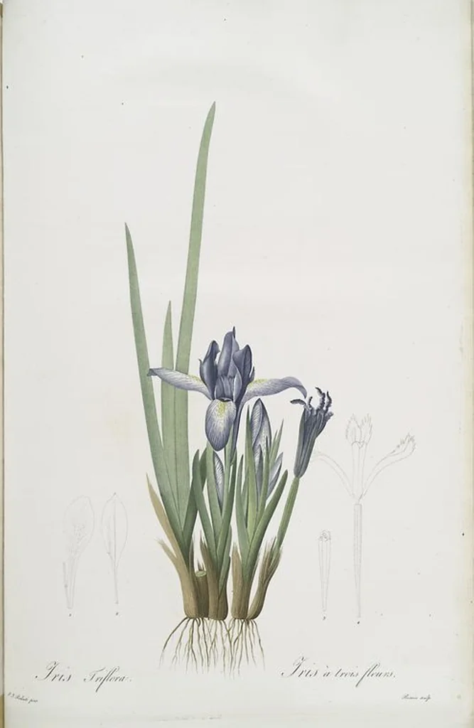 An illustration from Les liliacées, 1805, leaf 490