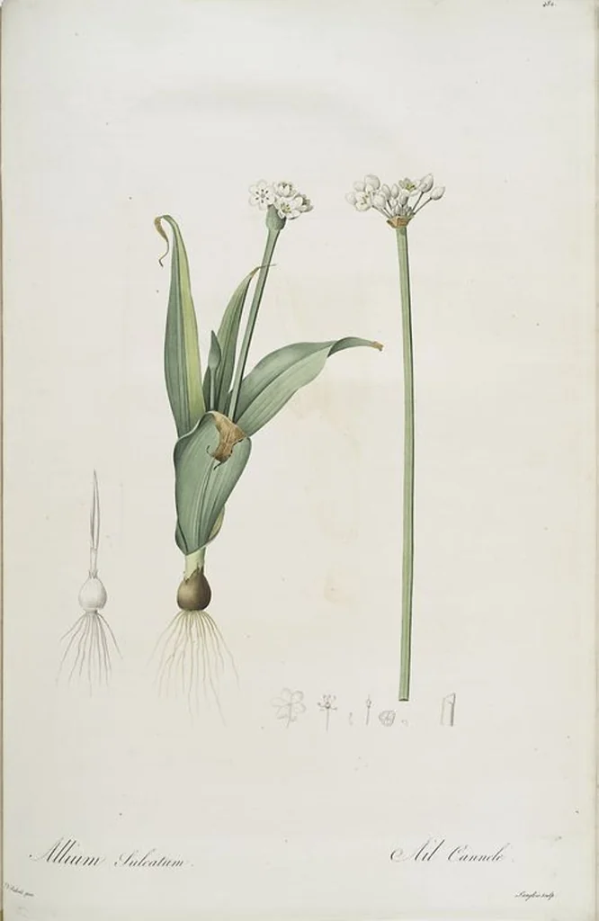An illustration from Les liliacées, 1805, leaf 491