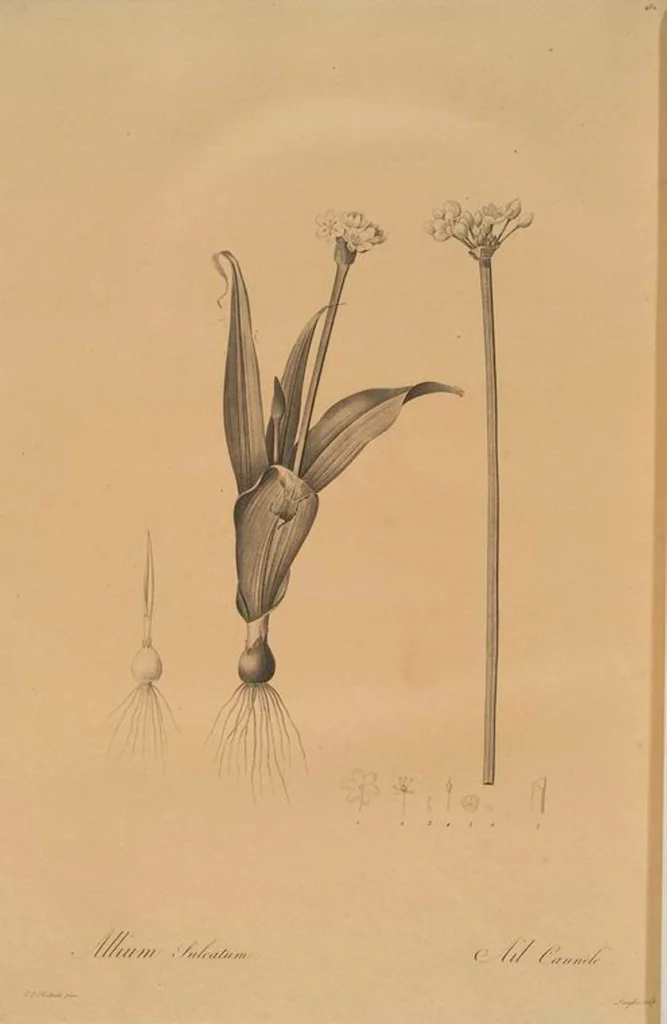 An illustration from Les liliacées, 1805, leaf 491