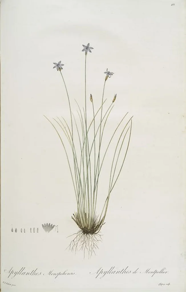 An illustration from Les liliacées, 1805, leaf 492