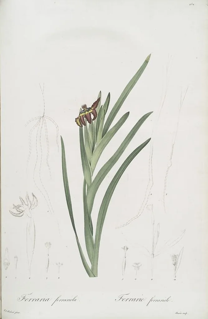 An illustration from Les liliacées, 1805, leaf 493