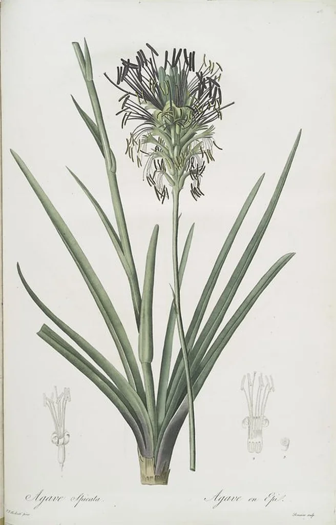 An illustration from Les liliacées, 1805, leaf 494
