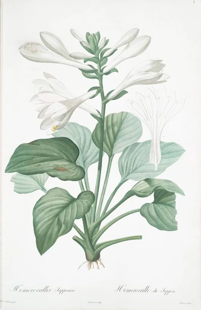 An illustration from Les liliacées, 1805, leaf 5