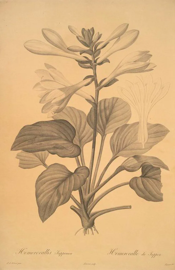 An illustration from Les liliacées, 1805, leaf 5