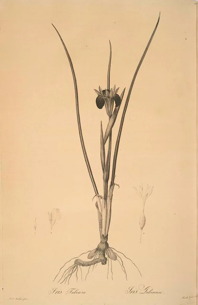 An illustration from Les liliacées, 1805, leaf 50
