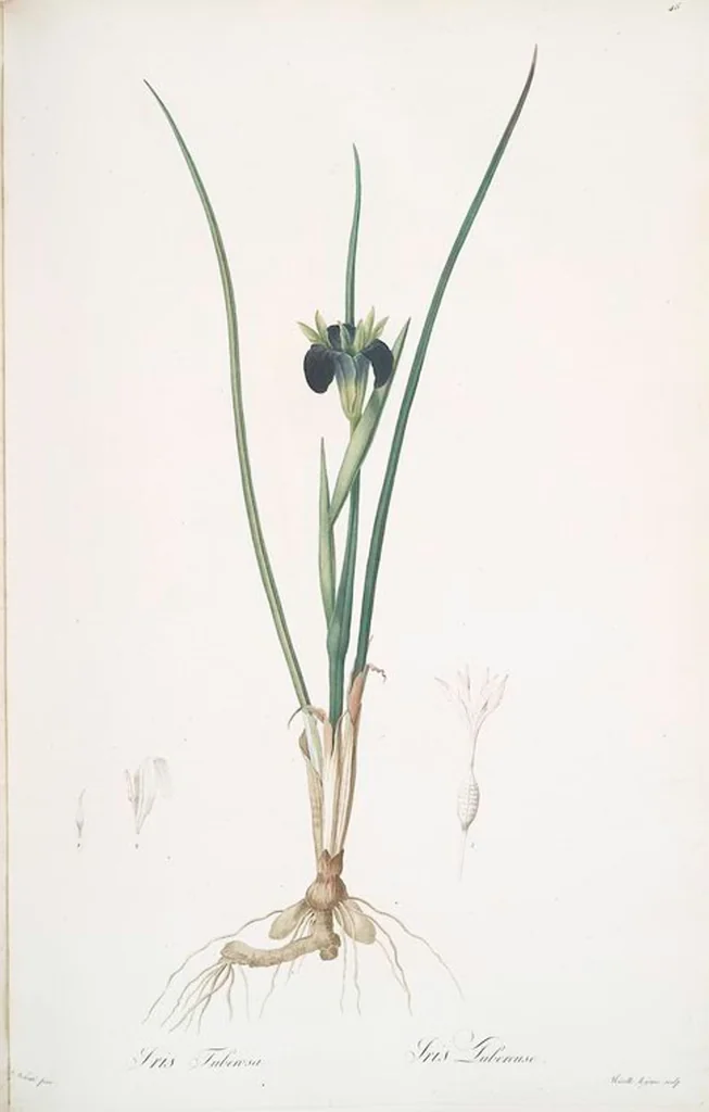 An illustration from Les liliacées, 1805, leaf 50