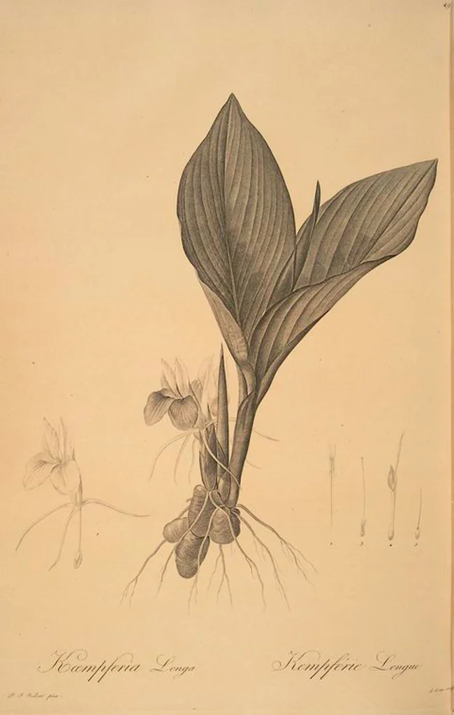 An illustration from Les liliacées, 1805, leaf 51