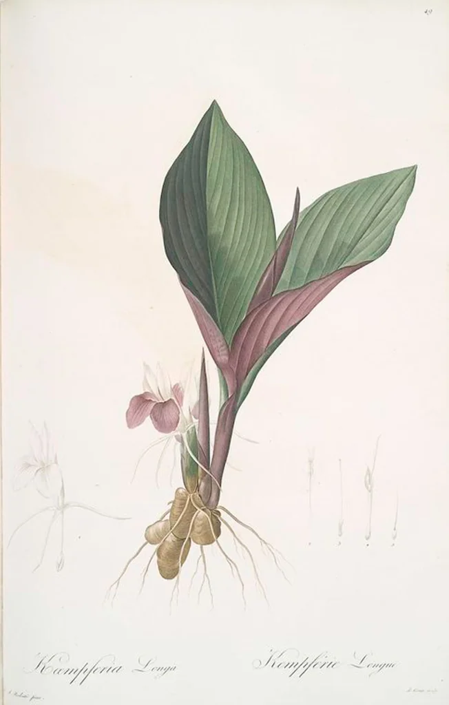 An illustration from Les liliacées, 1805, leaf 51