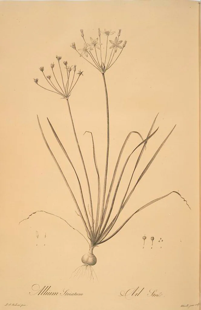 An illustration from Les liliacées, 1805, leaf 52