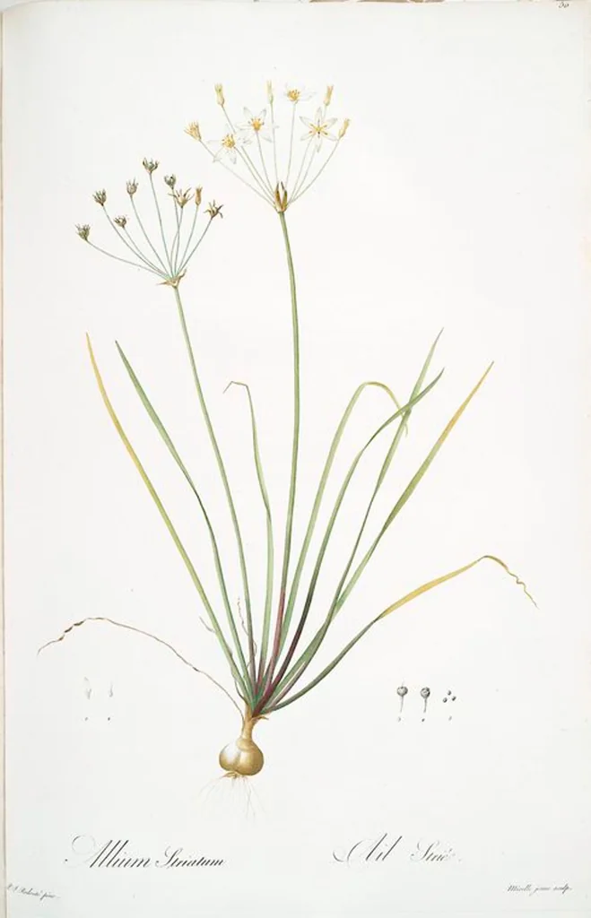 An illustration from Les liliacées, 1805, leaf 52