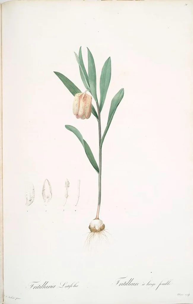 An illustration from Les liliacées, 1805, leaf 53