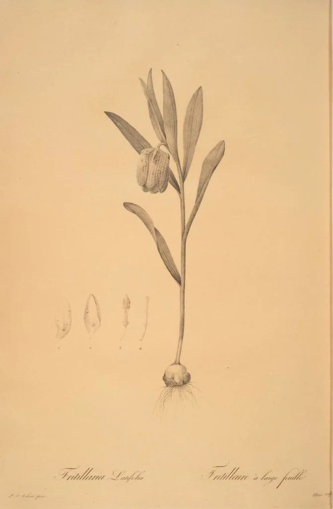 An illustration from Les liliacées, 1805, leaf 53