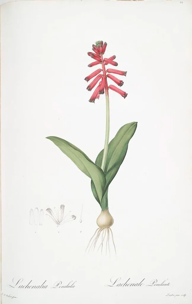An illustration from Les liliacées, 1805, leaf 54
