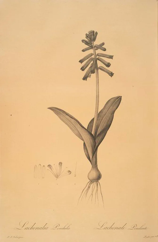 An illustration from Les liliacées, 1805, leaf 54