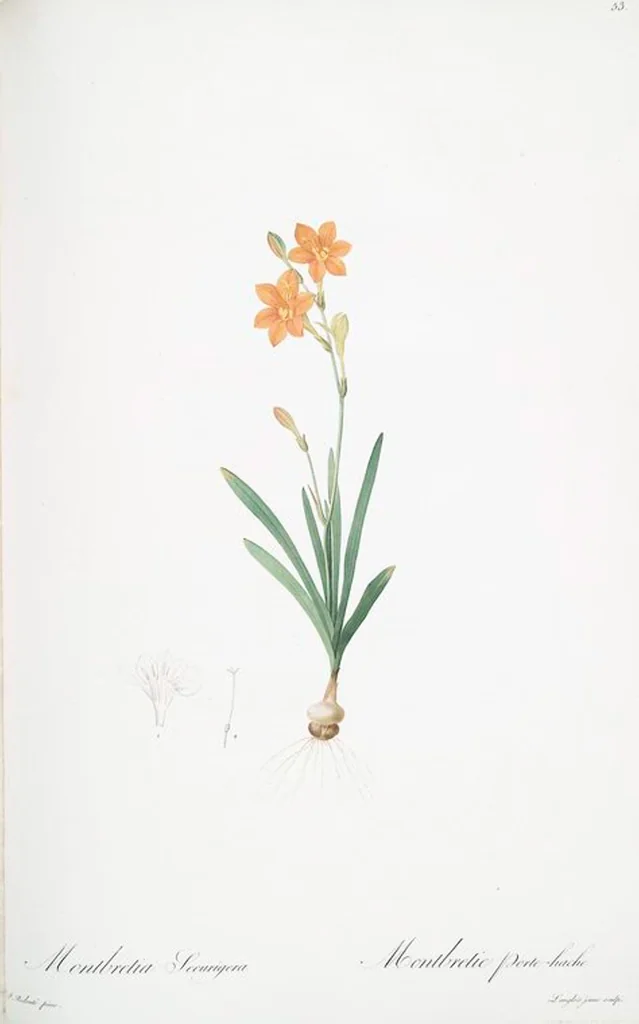 An illustration from Les liliacées, 1805, leaf 55