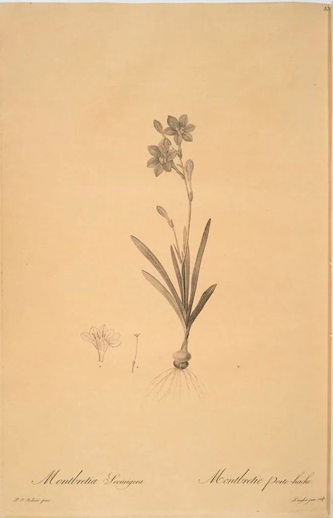 An illustration from Les liliacées, 1805, leaf 55