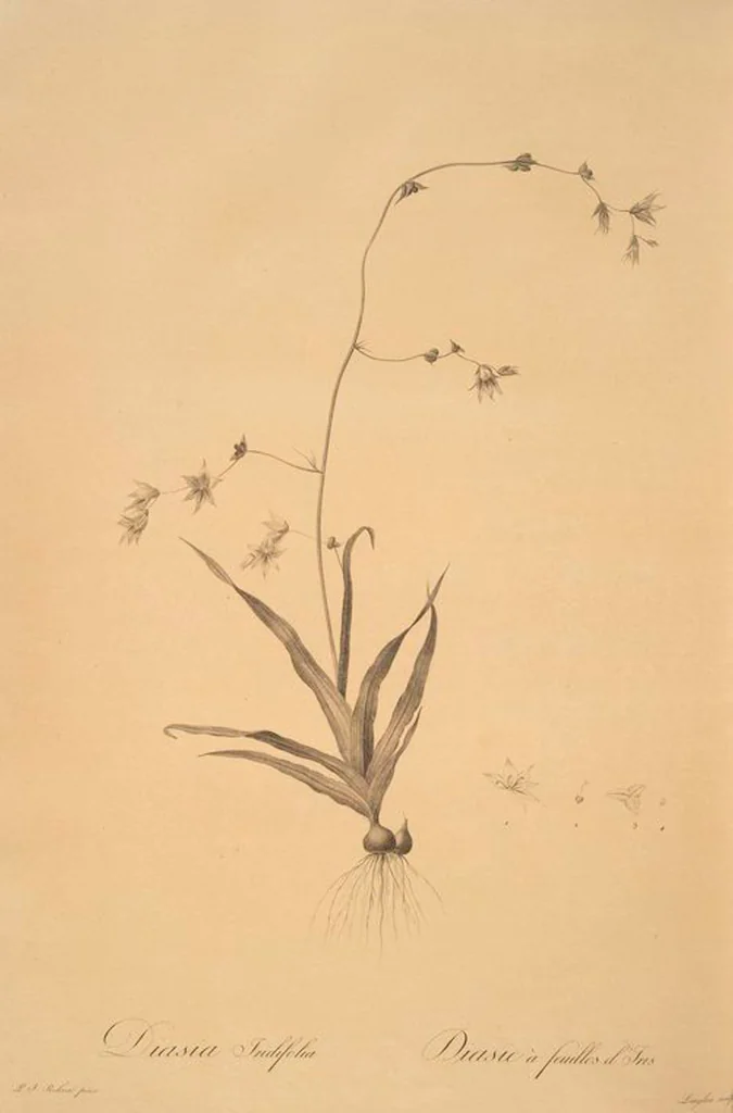 An illustration from Les liliacées, 1805, leaf 56