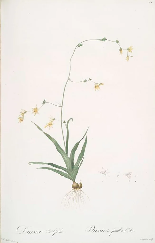An illustration from Les liliacées, 1805, leaf 56