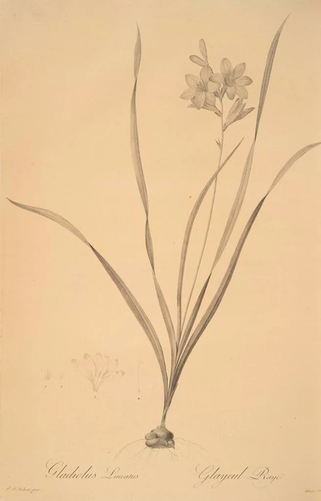 An illustration from Les liliacées, 1805, leaf 57