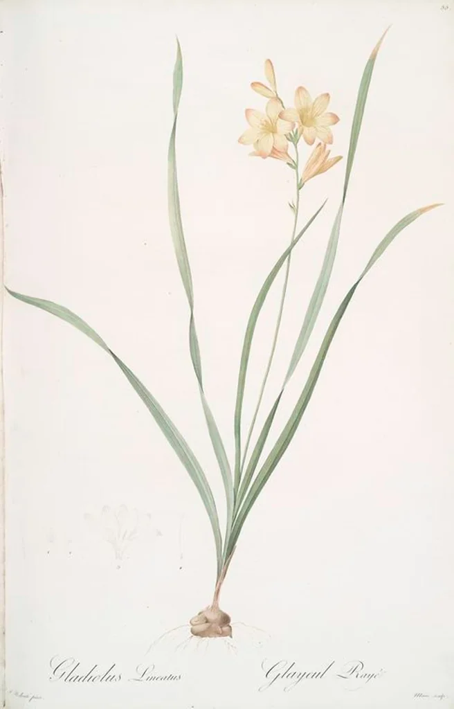 An illustration from Les liliacées, 1805, leaf 57