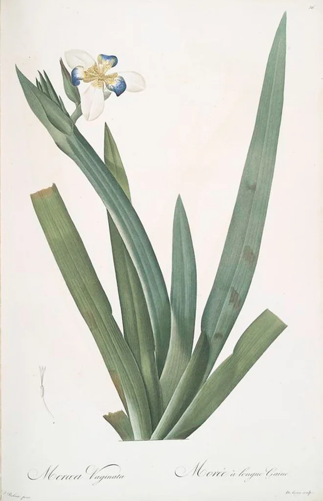 An illustration from Les liliacées, 1805, leaf 58