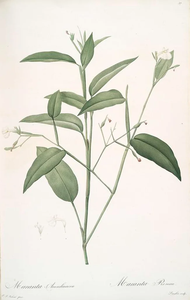 An illustration from Les liliacées, 1805, leaf 59