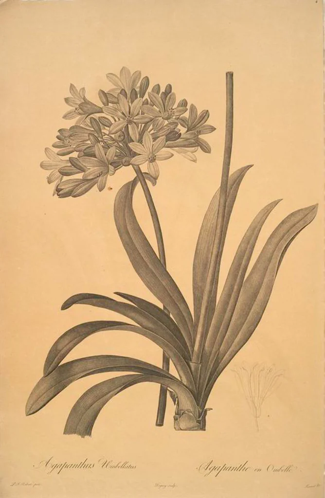 An illustration from Les liliacées, 1805, leaf 6