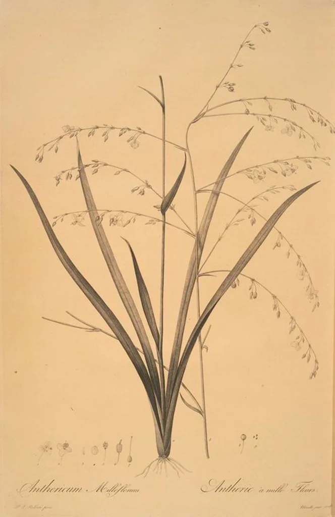 An illustration from Les liliacées, 1805, leaf 60