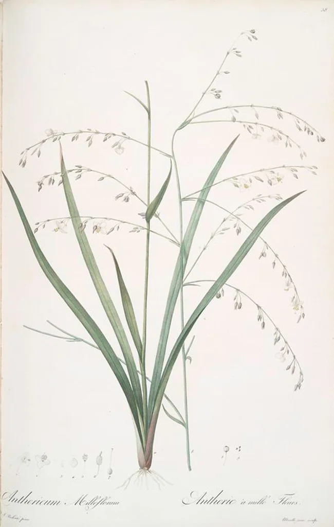 An illustration from Les liliacées, 1805, leaf 60