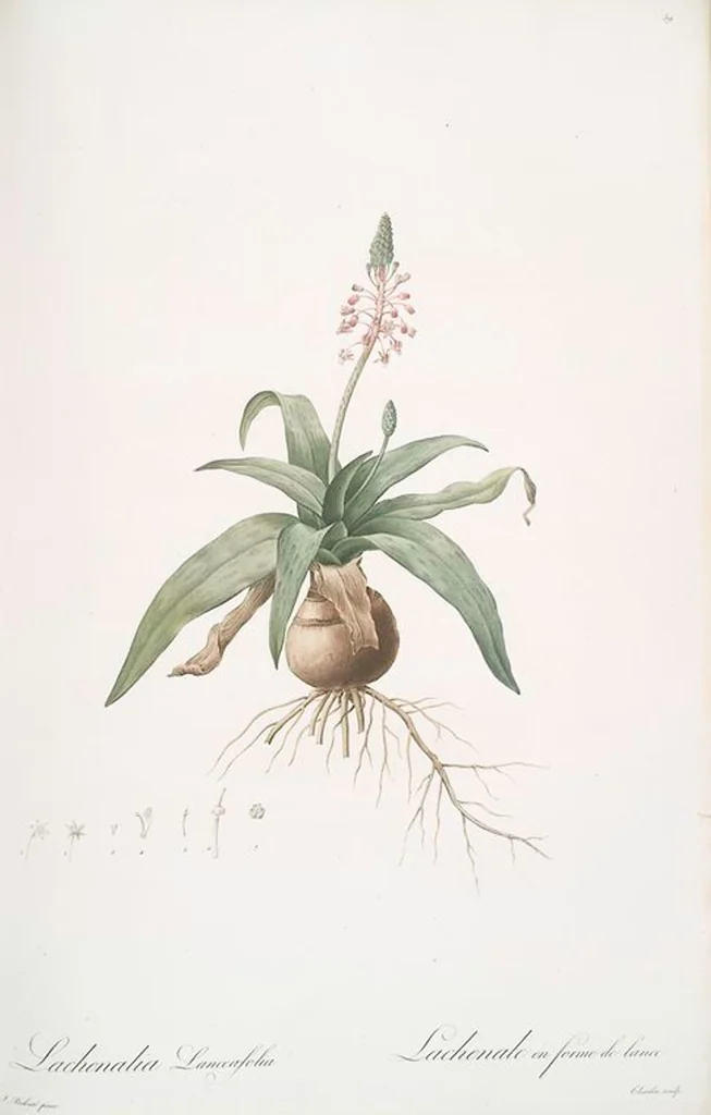 An illustration from Les liliacées, 1805, leaf 61