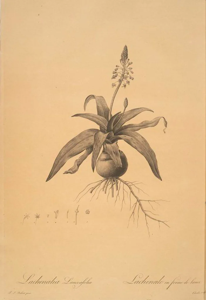An illustration from Les liliacées, 1805, leaf 61