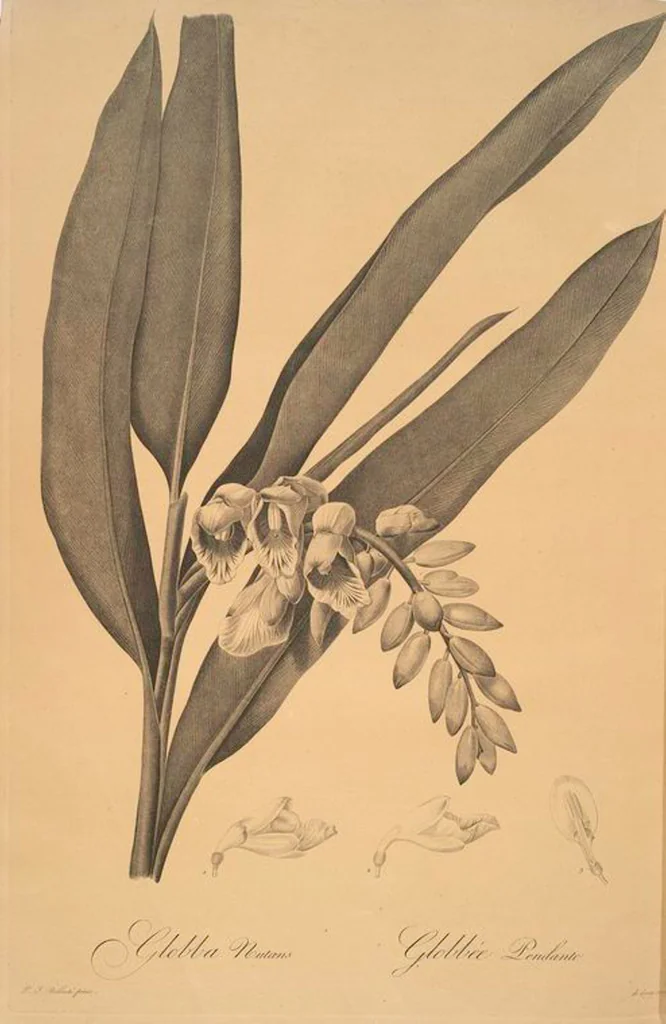 An illustration from Les liliacées, 1805, leaf 62