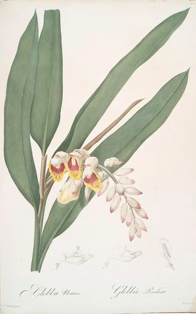 An illustration from Les liliacées, 1805, leaf 62