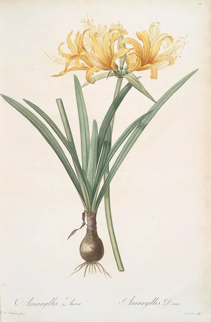 An illustration from Les liliacées, 1805, leaf 64
