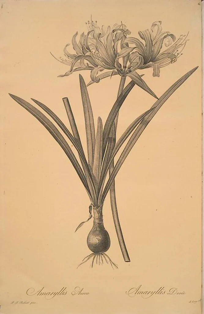An illustration from Les liliacées, 1805, leaf 64
