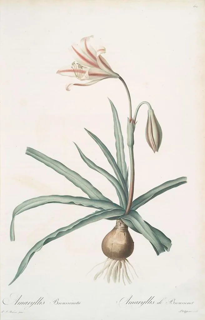 An illustration from Les liliacées, 1805, leaf 65