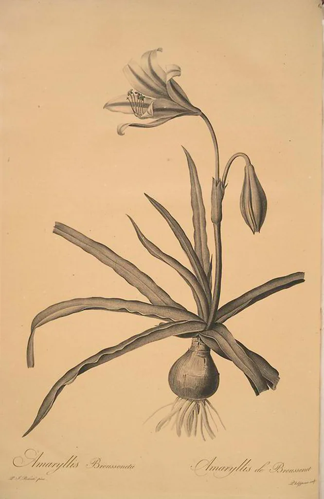 An illustration from Les liliacées, 1805, leaf 65