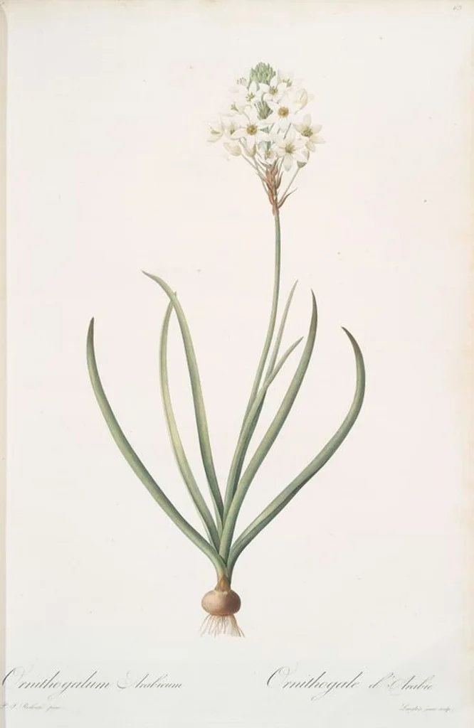 An illustration from Les liliacées, 1805, leaf 66