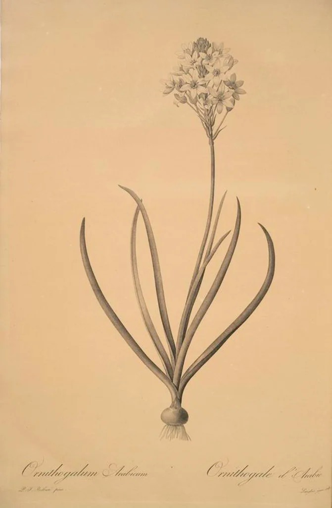 An illustration from Les liliacées, 1805, leaf 66
