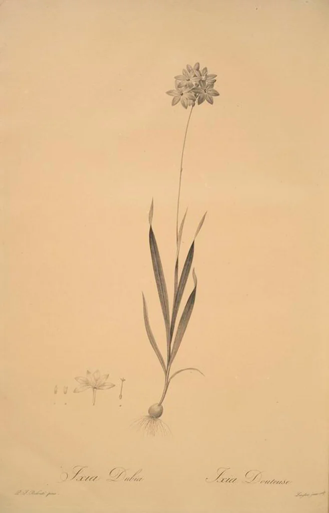 An illustration from Les liliacées, 1805, leaf 67