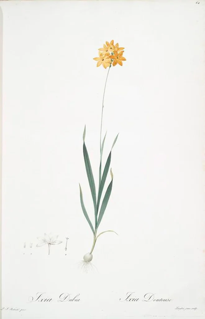 An illustration from Les liliacées, 1805, leaf 67