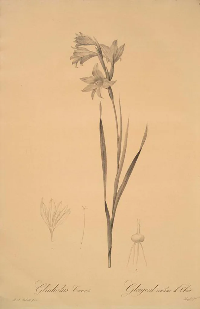 An illustration from Les liliacées, 1805, leaf 68