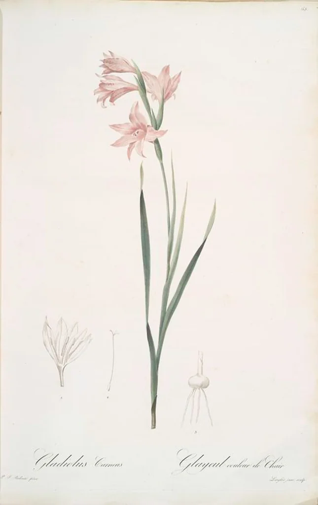 An illustration from Les liliacées, 1805, leaf 68